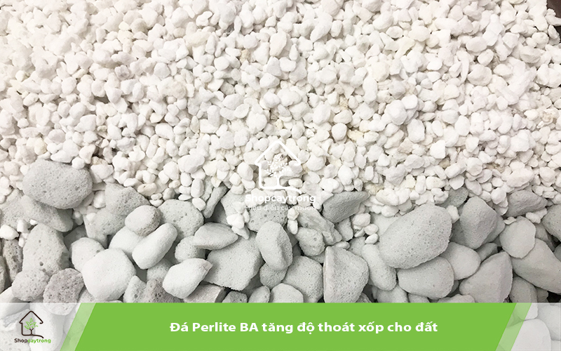 Đá Perlite chất lượng sẽ có màu trắng, không bụi, không vụn