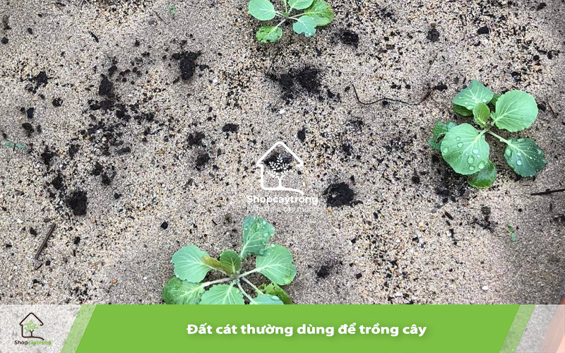 Đất cát khả năng giữ ẩm tốt