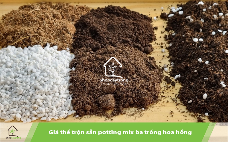 Giá thể hoa hồng đã được trộn theo tỷ lệ chuẩn.