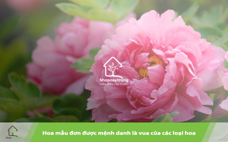 Mẫu đơn phát triển tốt trong môi trường giá thể phù hợp