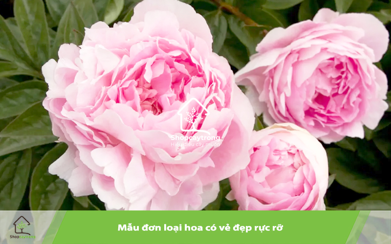 Mẫu đơn có vẻ đẹp rực rỡ, cuốn hút nên được nhiều người yêu thích