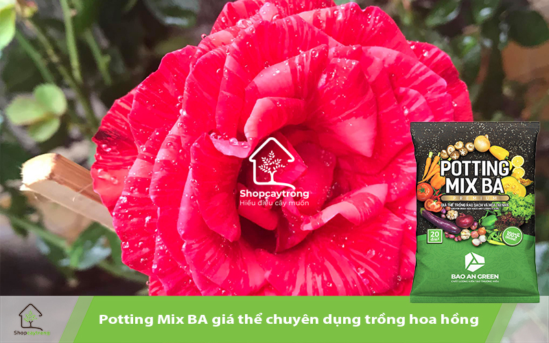 Potting Mix BA là giá thể hoàn hảo giúp hoa hồng phát triển tốt
