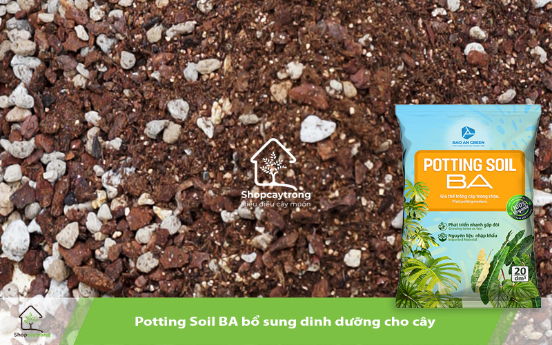 Sản phẩm được người chơi kiểng lá tin dùng.