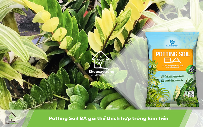 Potting Mix BA giàu khoáng chất giúp cây trồng phát triển vượt trội