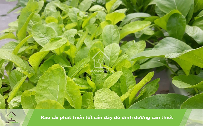 Rau cải sinh trưởng và phát triển tốt khi giá thể đảm bảo dinh dưỡng cần thiết