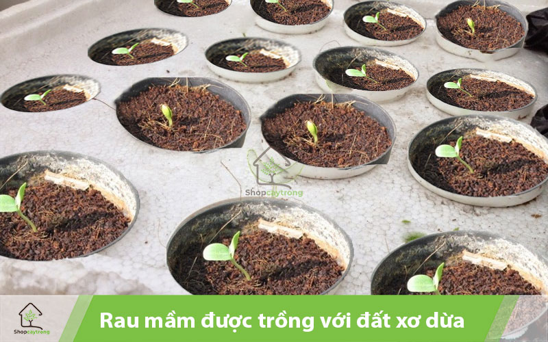 Hạt giống rau được trồng với xơ dừa