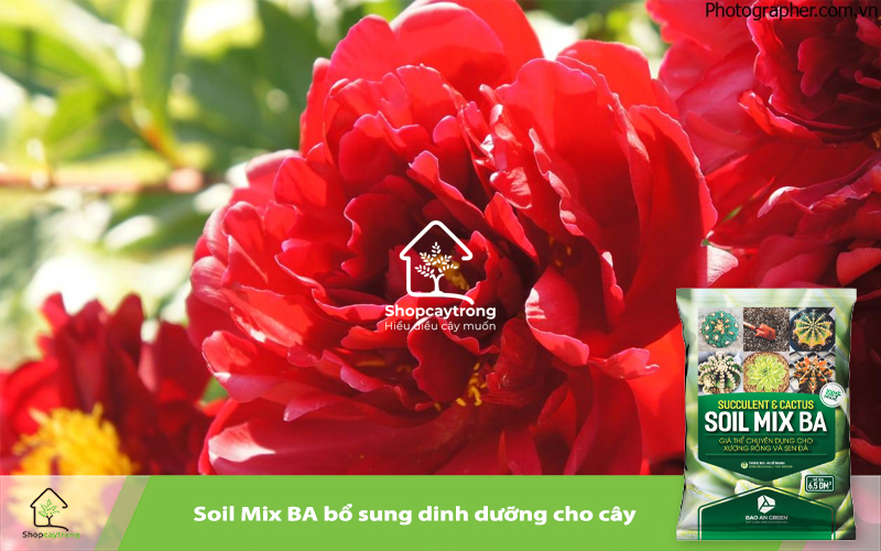 Soil Mix BA giá thể trồng mẫu đơn tiện dụng