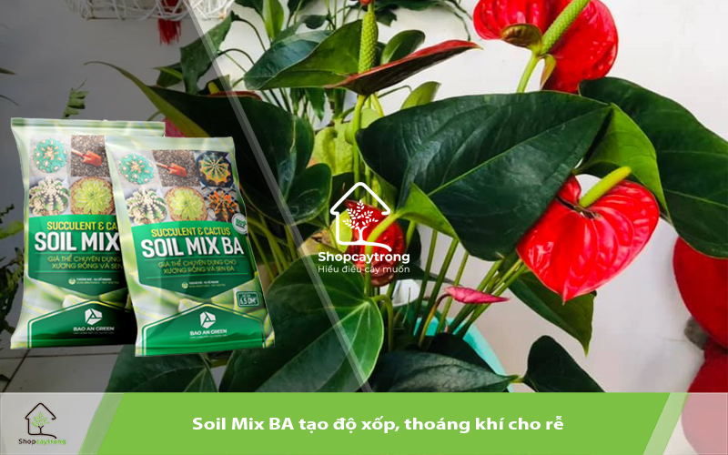 Giá thể trồng hồng môn phải đảm bảo được dinh dưỡng, độ tơi xốp và giữ ẩm tốt.