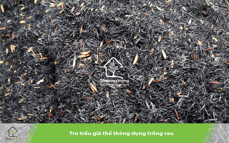 Tro trấu cung cấp Cacbonhydrat và Kali giúp cây phát triển khỏe mạnh