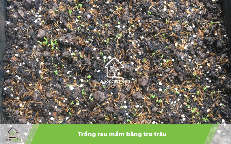 Tro trấu là giá thể trồng rau mầm phổ biến