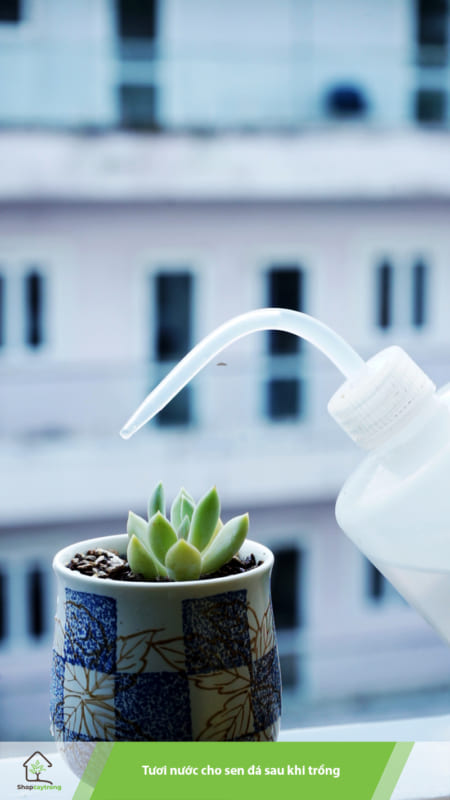 Tưới nước cho sen đá sau khi trồng 